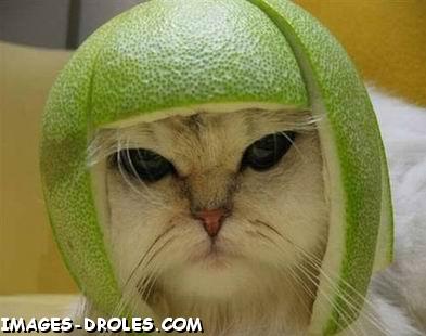 chat casque.jpg