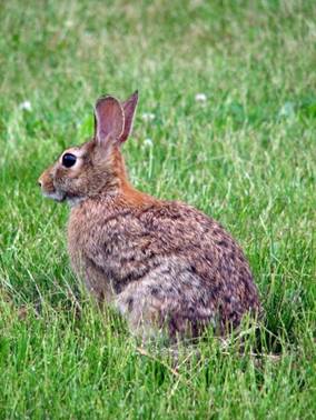 lapin-t8496.jpg
